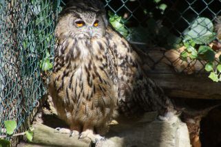 Bubo bubo - Uhu (Eurasischer Uhu)